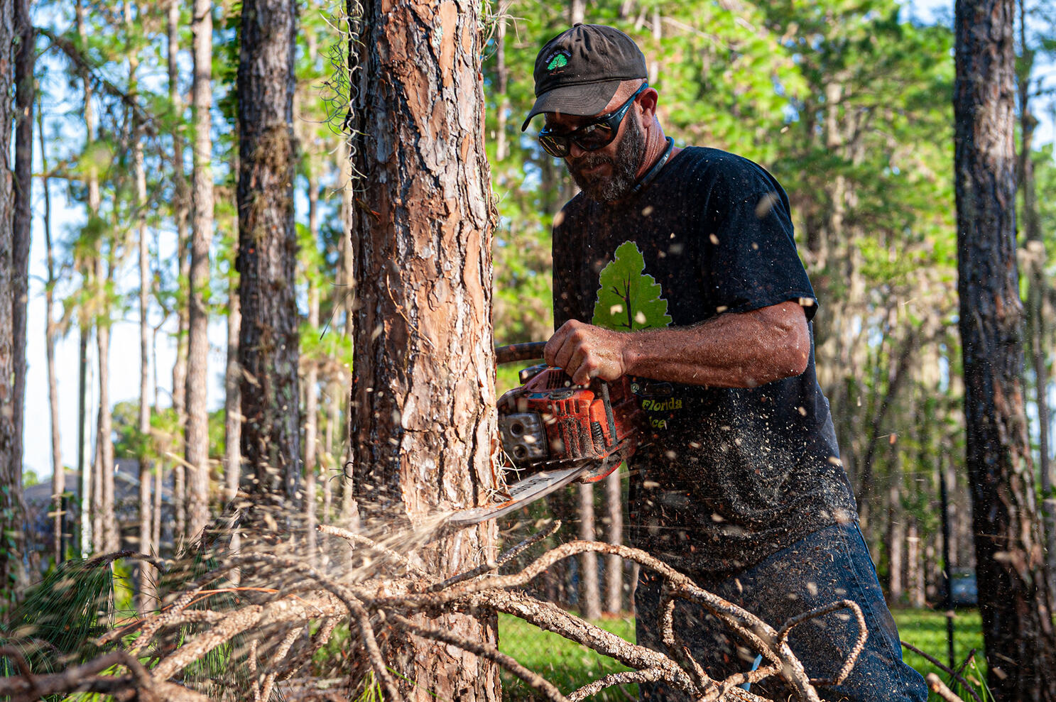 Man from Moore Cuts Florida cutting down pine tree with chain saw with wood chips flying towards the camera by Tampa photographer Sidney Oster
