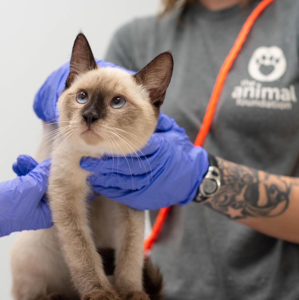 Cat veterinarian the animal foundation