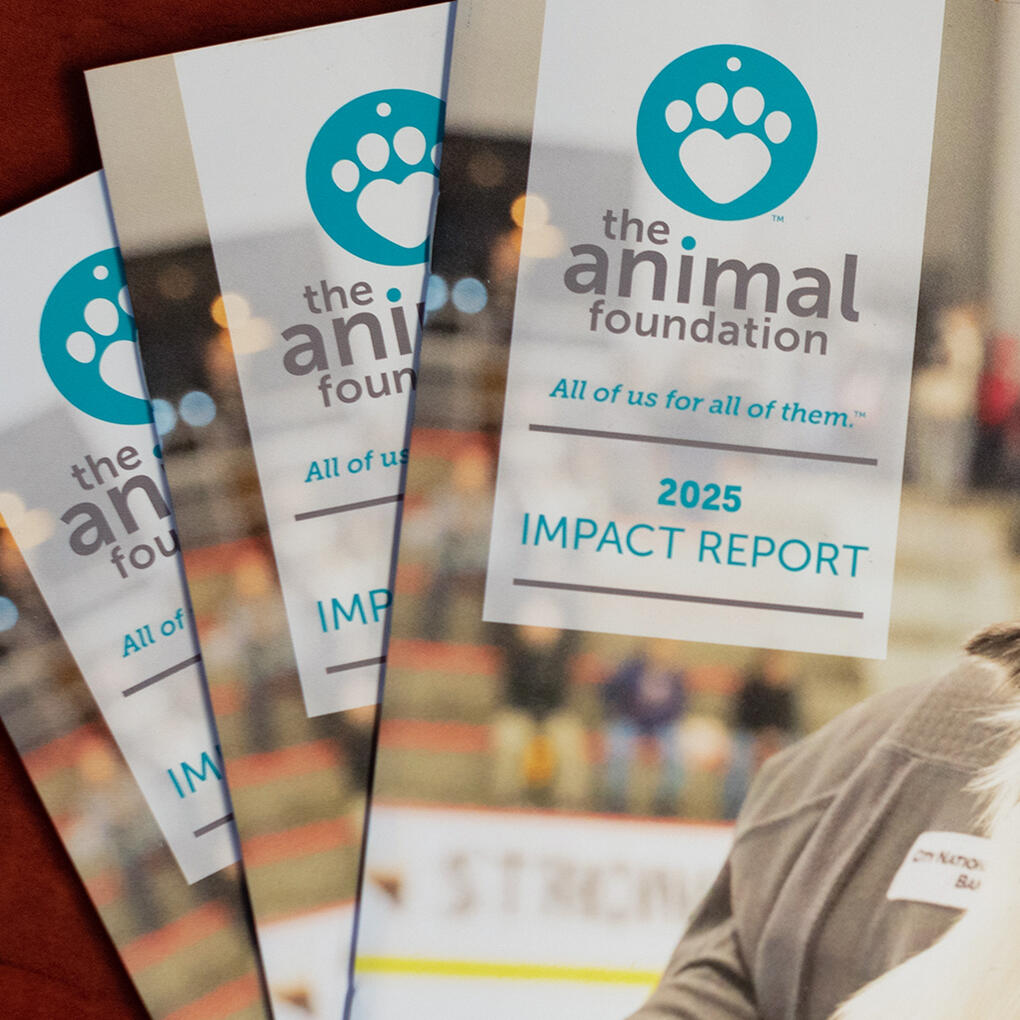 TAF Impact Report - Thumbnail The Animal Foundation 2025 Impact Report featuring photography by Tampa photographer Sidney Oster showing Vegas Knights player with rescue dog